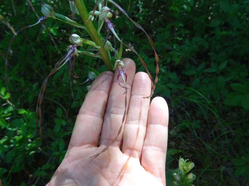 Himantoglossum adriaticum - Rovereto (TN)